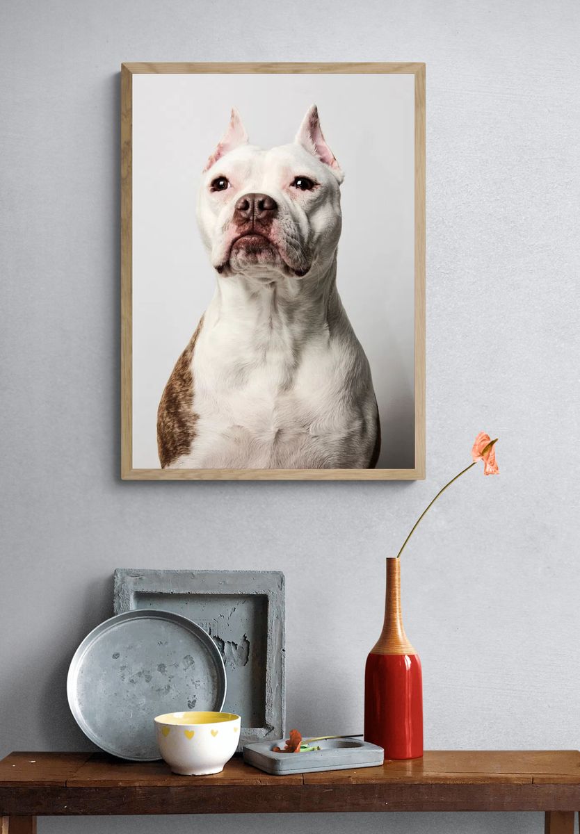 Pitbull Portrait Poster. — room view 3