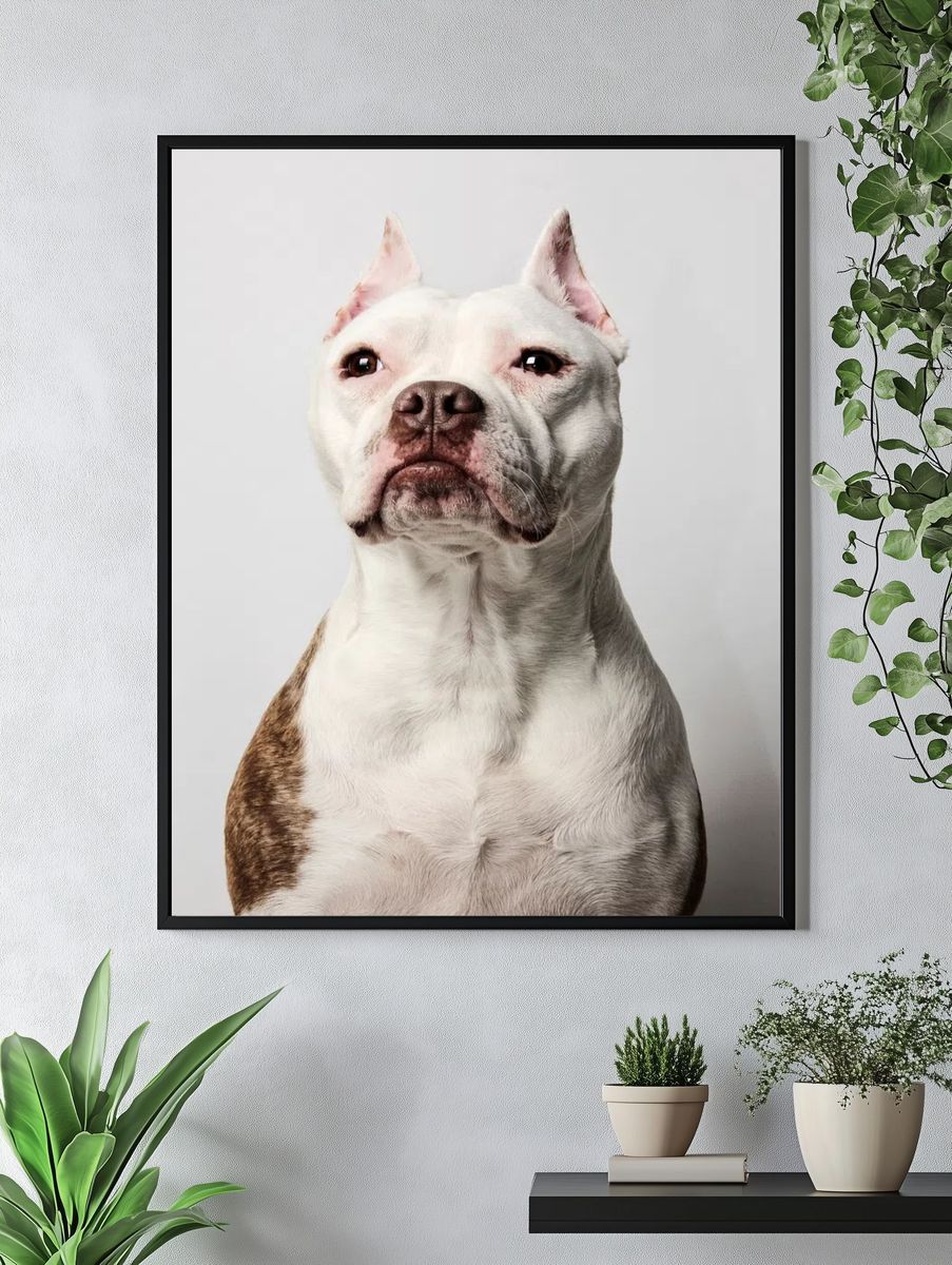 Pitbull Portrait Poster. — room view 4