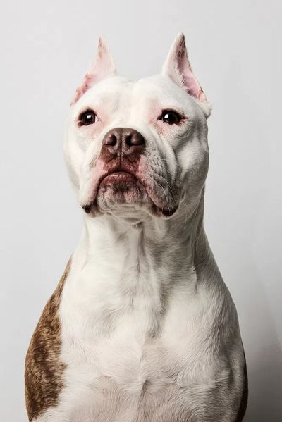 Pitbull Portrait Poster. poster print