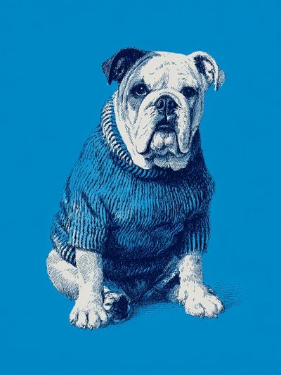 Bulldog in Sweater — Illustration Print. poster print