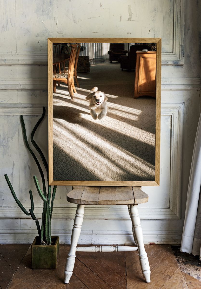 Golden Retriever in Sunlit Room Poster. — room view 1