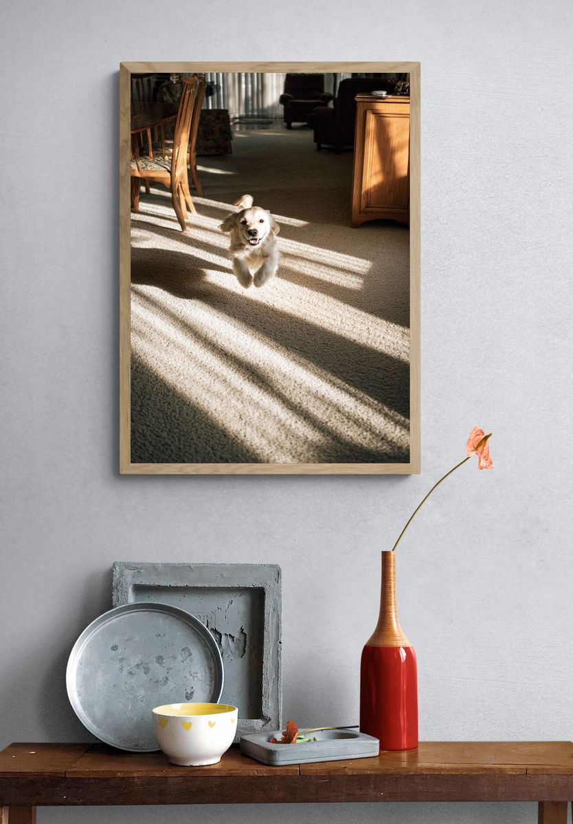 Golden Retriever in Sunlit Room Poster. — room view 3