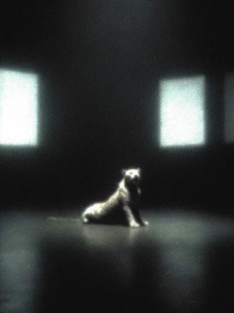 Solitary Dog in Dark Room Poster. poster — photography art