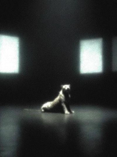 Solitary Dog in Dark Room Poster. poster