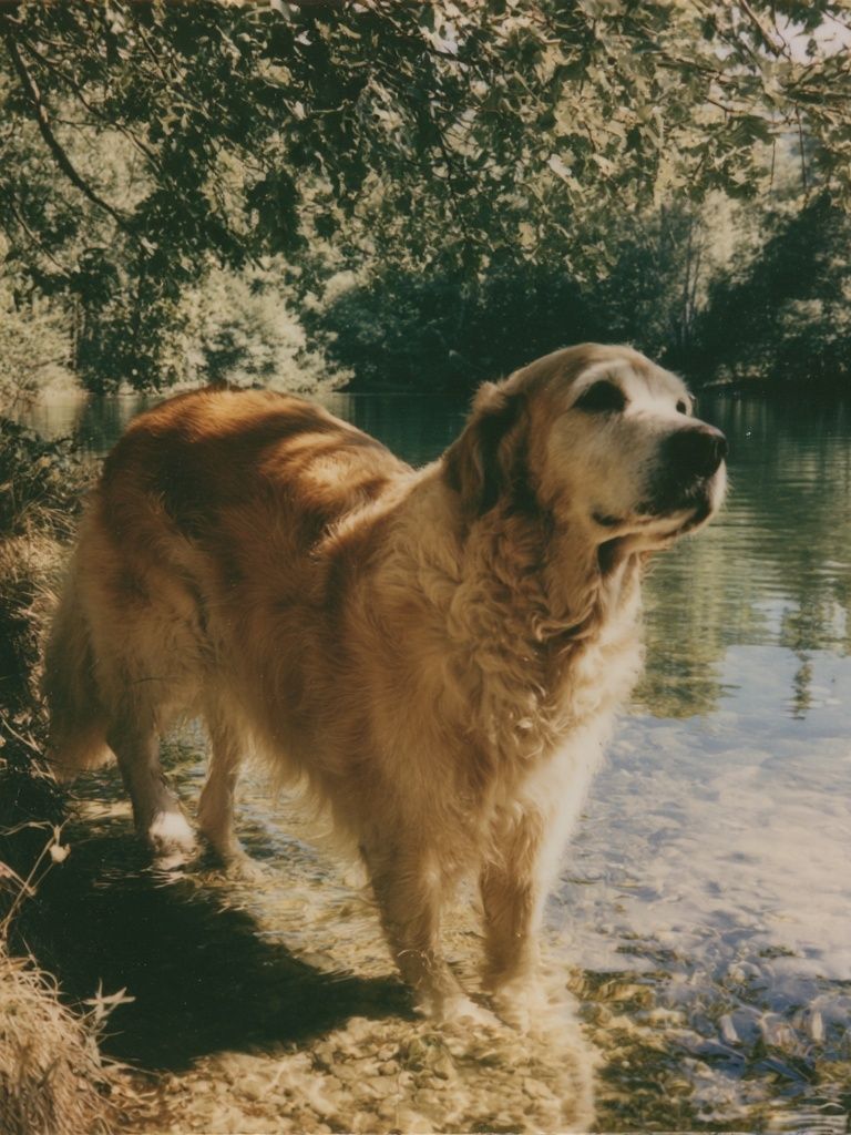 Golden Retriever by the Lake Poster. poster detail