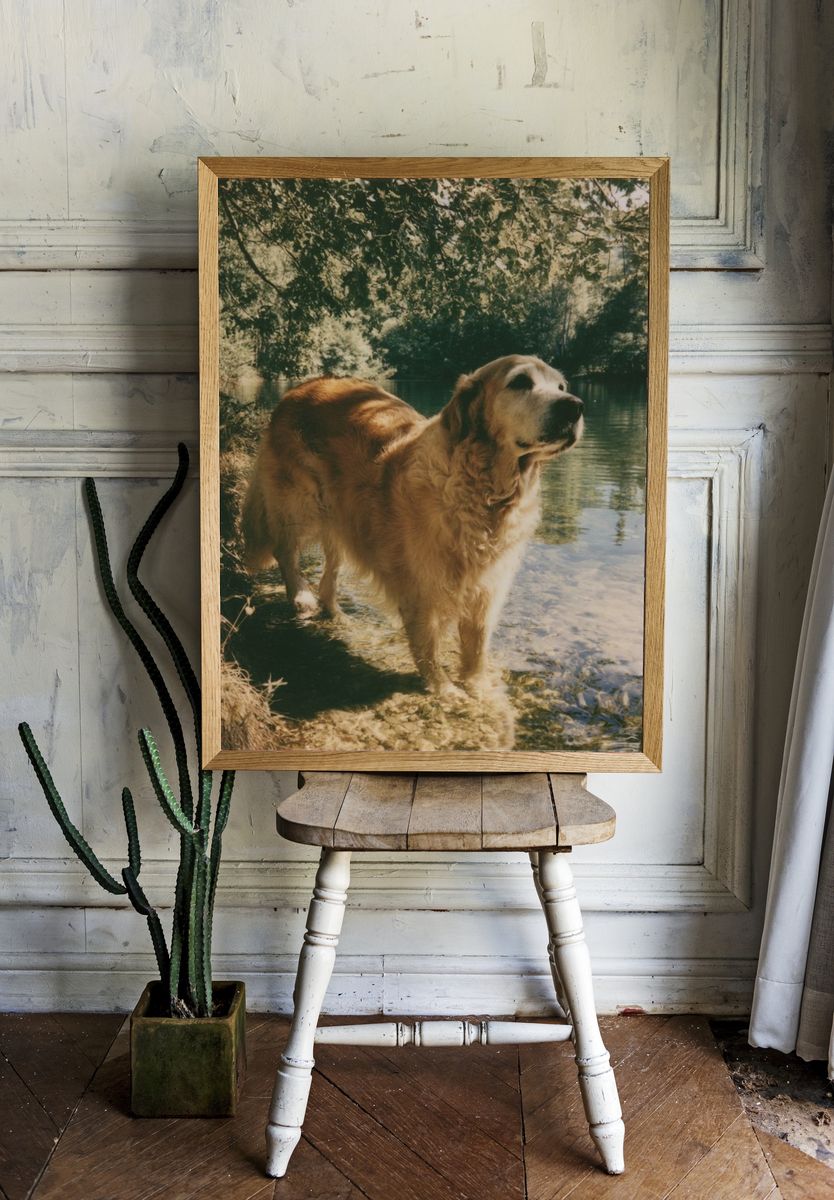 Golden Retriever by the Lake Poster. room preview