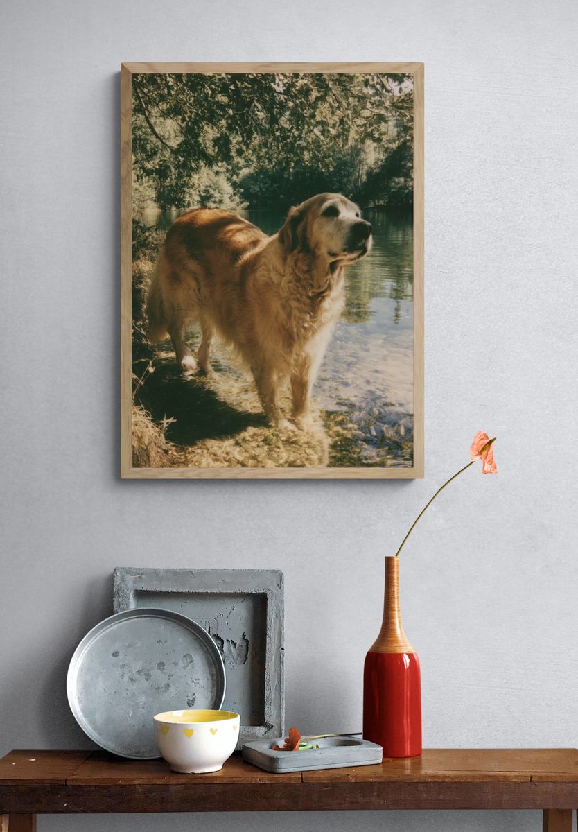 Golden Retriever by the Lake Poster. — room view 3