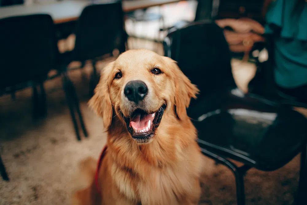 Happy Golden Retriever dog. poster detail