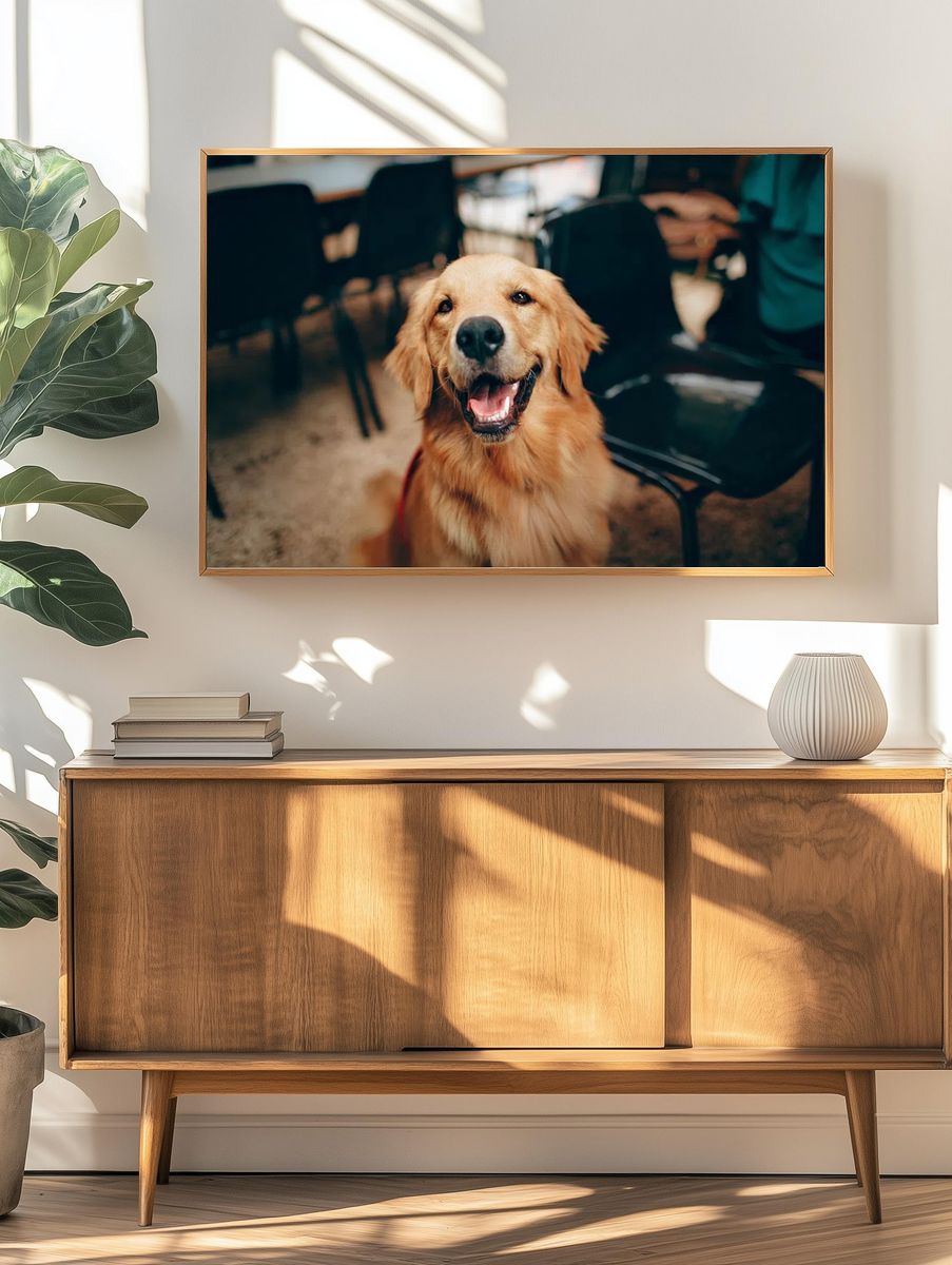 Happy Golden Retriever dog. — room view 3