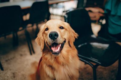 Happy Golden Retriever dog.