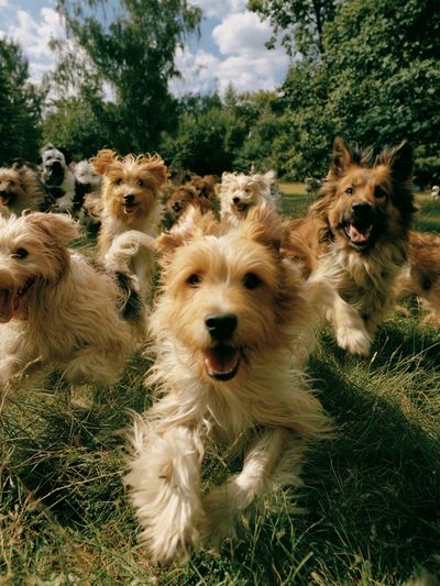 Happy Dogs in the Park Photography Poster.