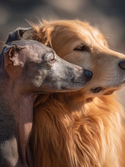 Golden Retriever and Italian Greyhound — Animal Photography Print. poster print