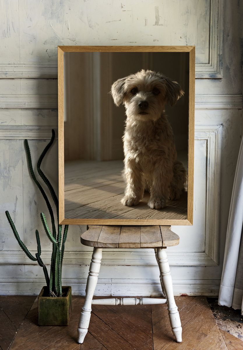 Soft Light Dog Portrait Poster. room preview