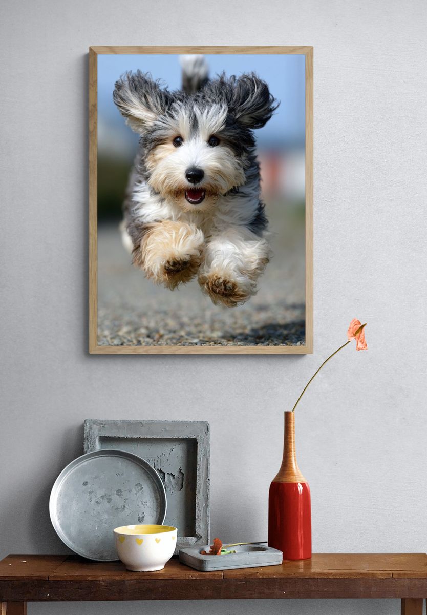 Playful Dog Running — Photography Print. — room view 3