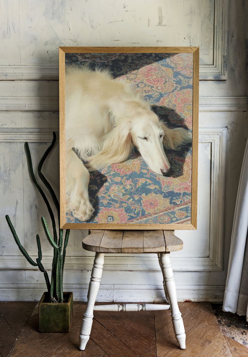 Sleeping White Dog Photography Poster. — room view 1