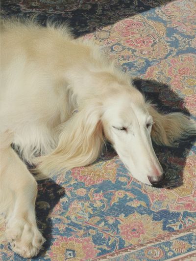 Sleeping White Dog Photography Poster. poster print