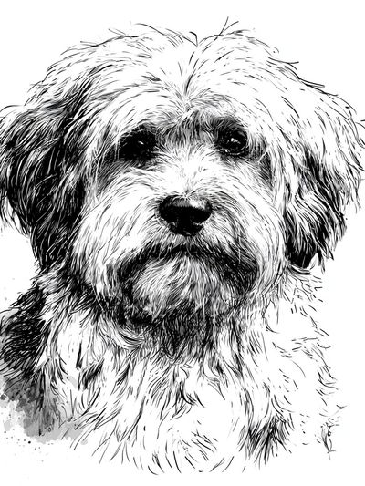 Fluffy Dog Portrait Print.