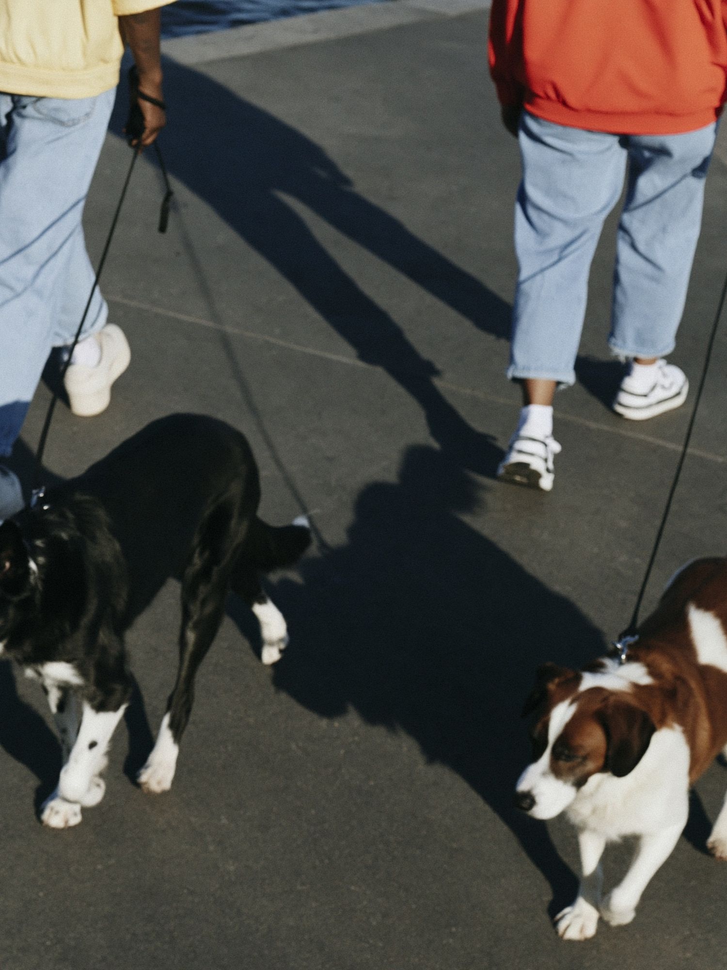 Dogs on Leashes Street Photography Poster. poster detail