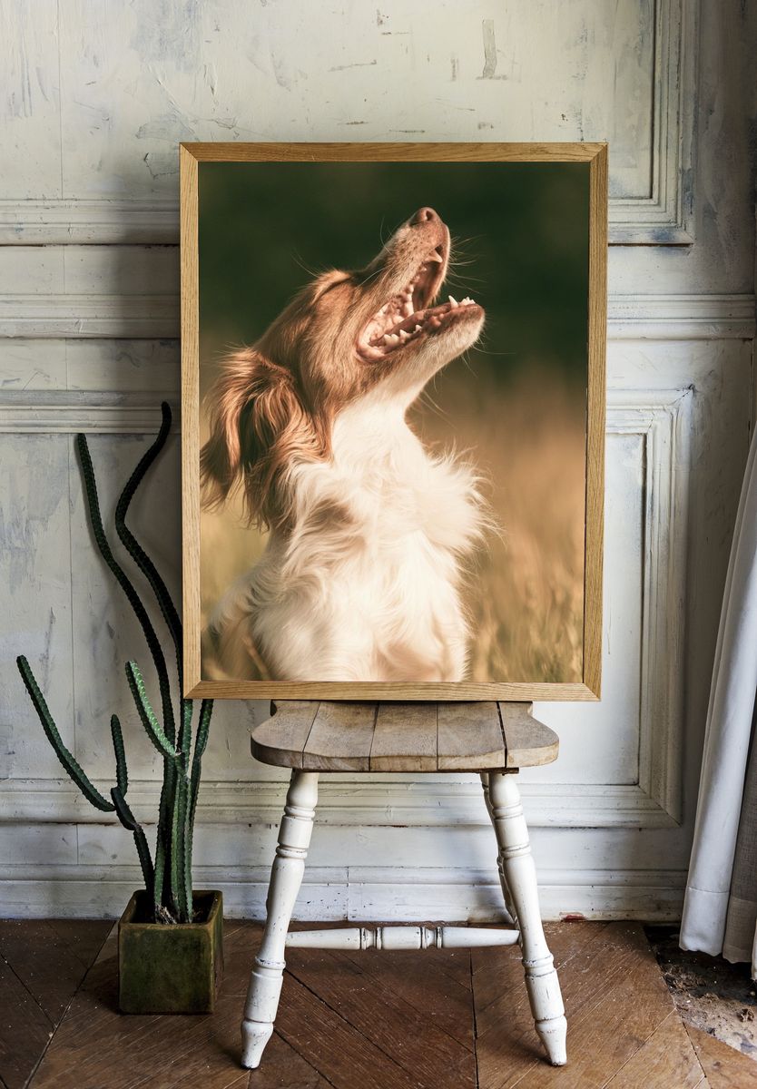 Howling Dog Photography Poster. room preview