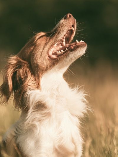 Howling Dog Photography Poster. poster
