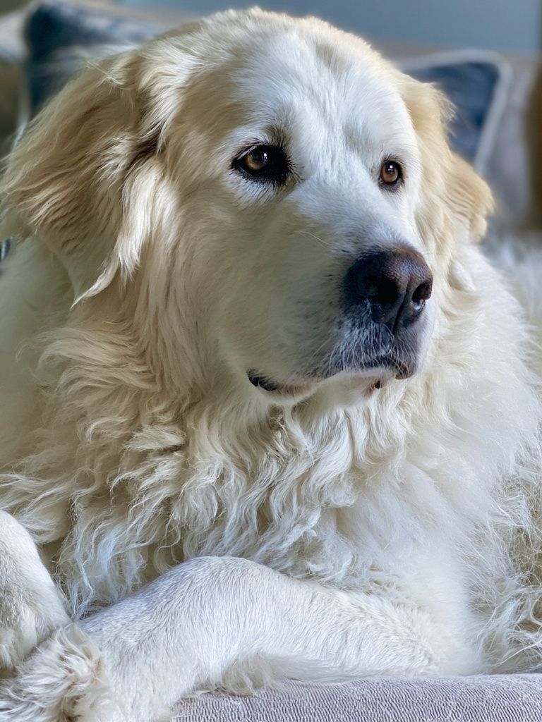 Golden Retriever Portrait Print. poster — animals art