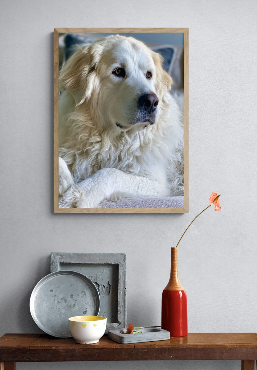 Golden Retriever Portrait Print. — room view 3