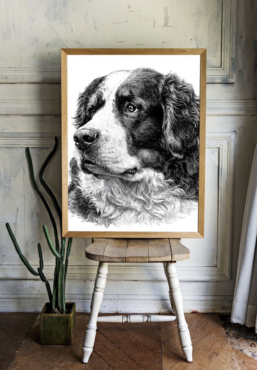 Bernese Mountain Dog Portrait Print. room preview