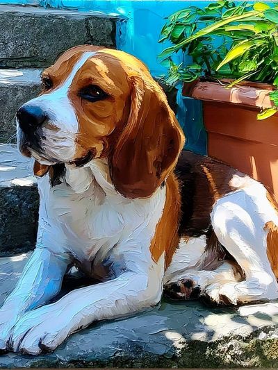 Beagle Sunlit Steps Poster.