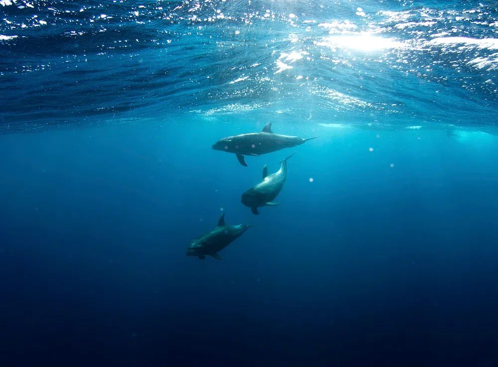Sharks underwater. poster detail