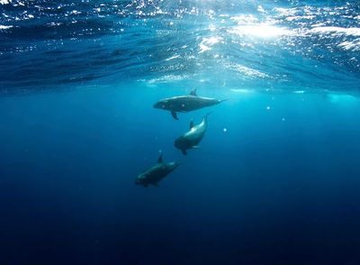 Sharks underwater. poster