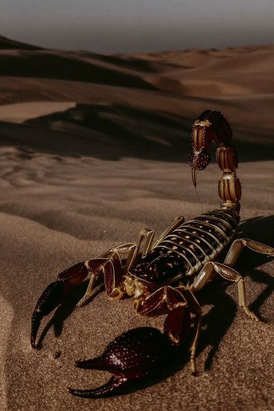 Desert Scorpion Photography Poster. poster print