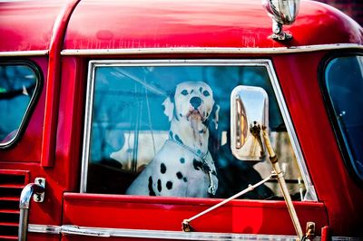 Dalmatian in Red Truck Poster. poster print