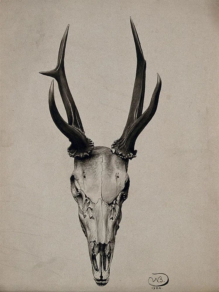 Deer Skull — Fine Art Print. poster — fine-art art