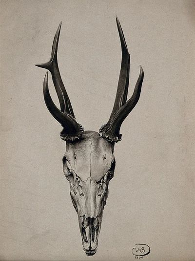 Deer Skull — Fine Art Print. poster