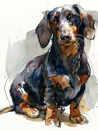Dachshund Watercolor Poster. poster