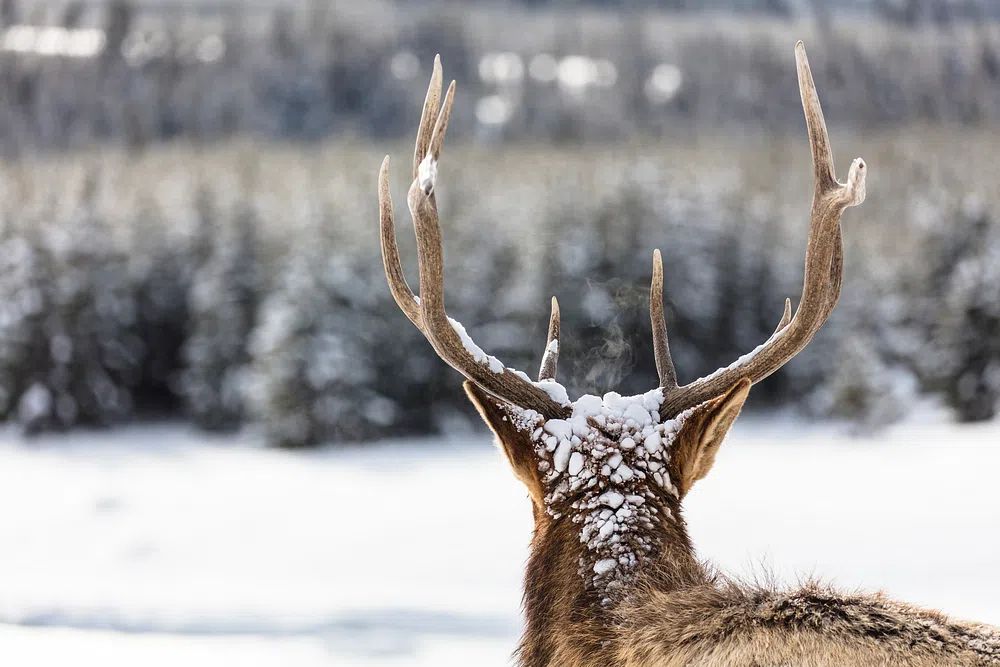 Majestic Deer in Winter Landscape Poster. poster detail