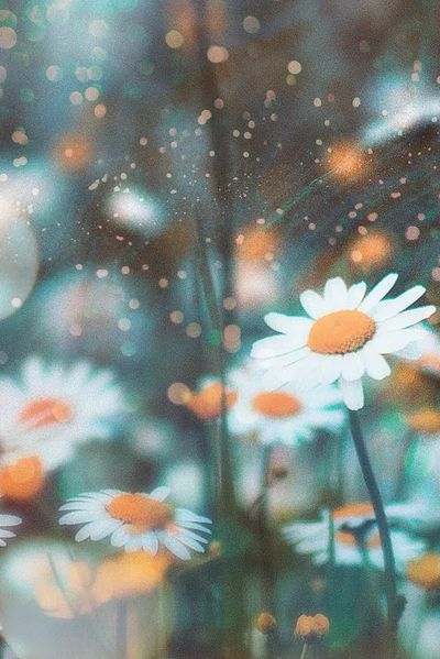 Daisy Field — Photography Print