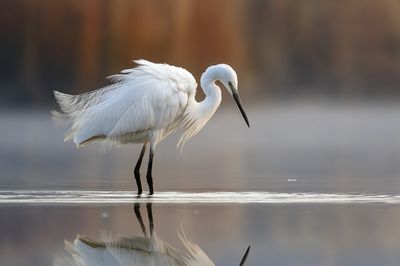 Elegant Egret Reflection Poster. poster print