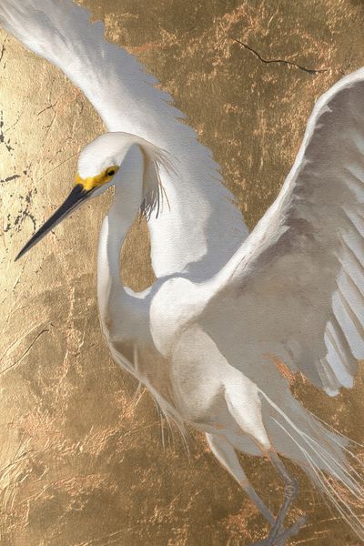 Snowy Egret — Fine Art Print. poster print