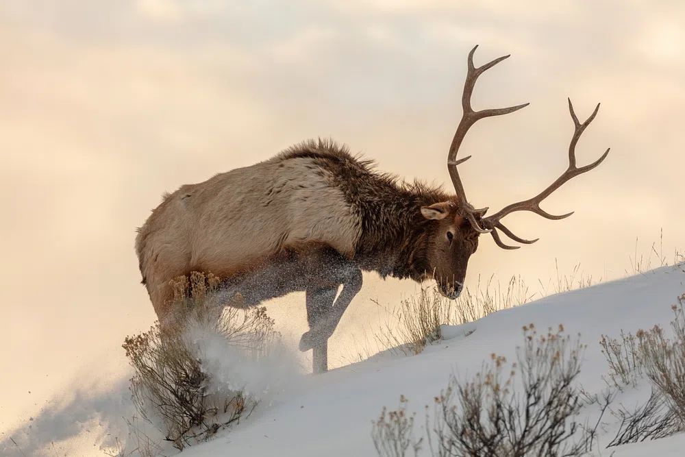 Bull elk searches food beneath. poster detail