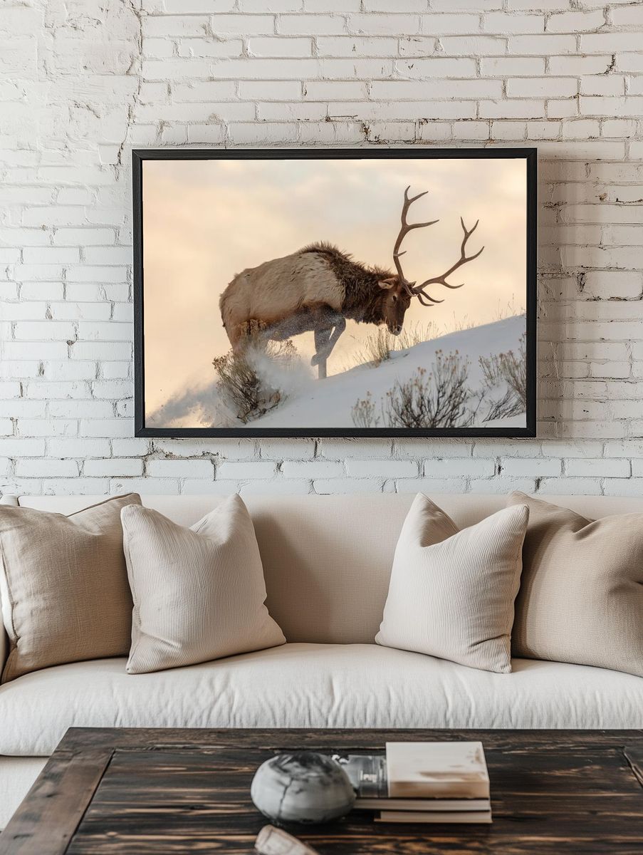 Bull elk searches food beneath. — room view 1