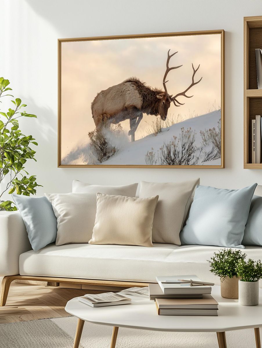 Bull elk searches food beneath. — room view 2