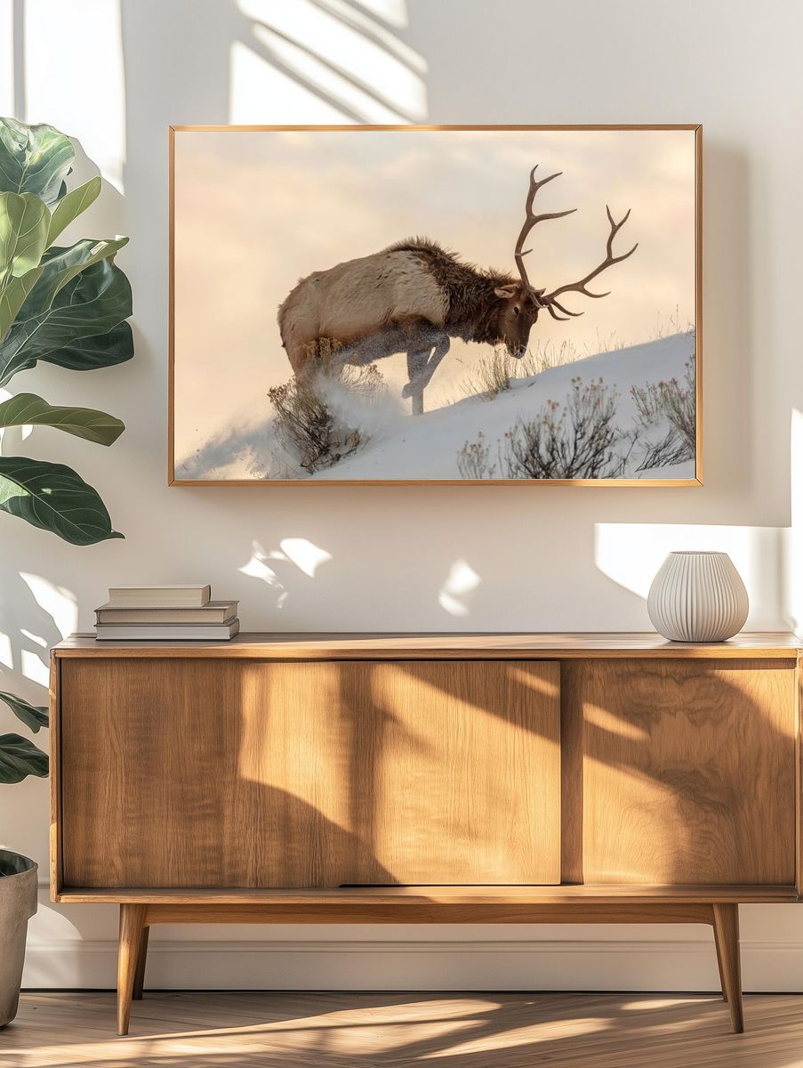 Bull elk searches food beneath. — room view 3