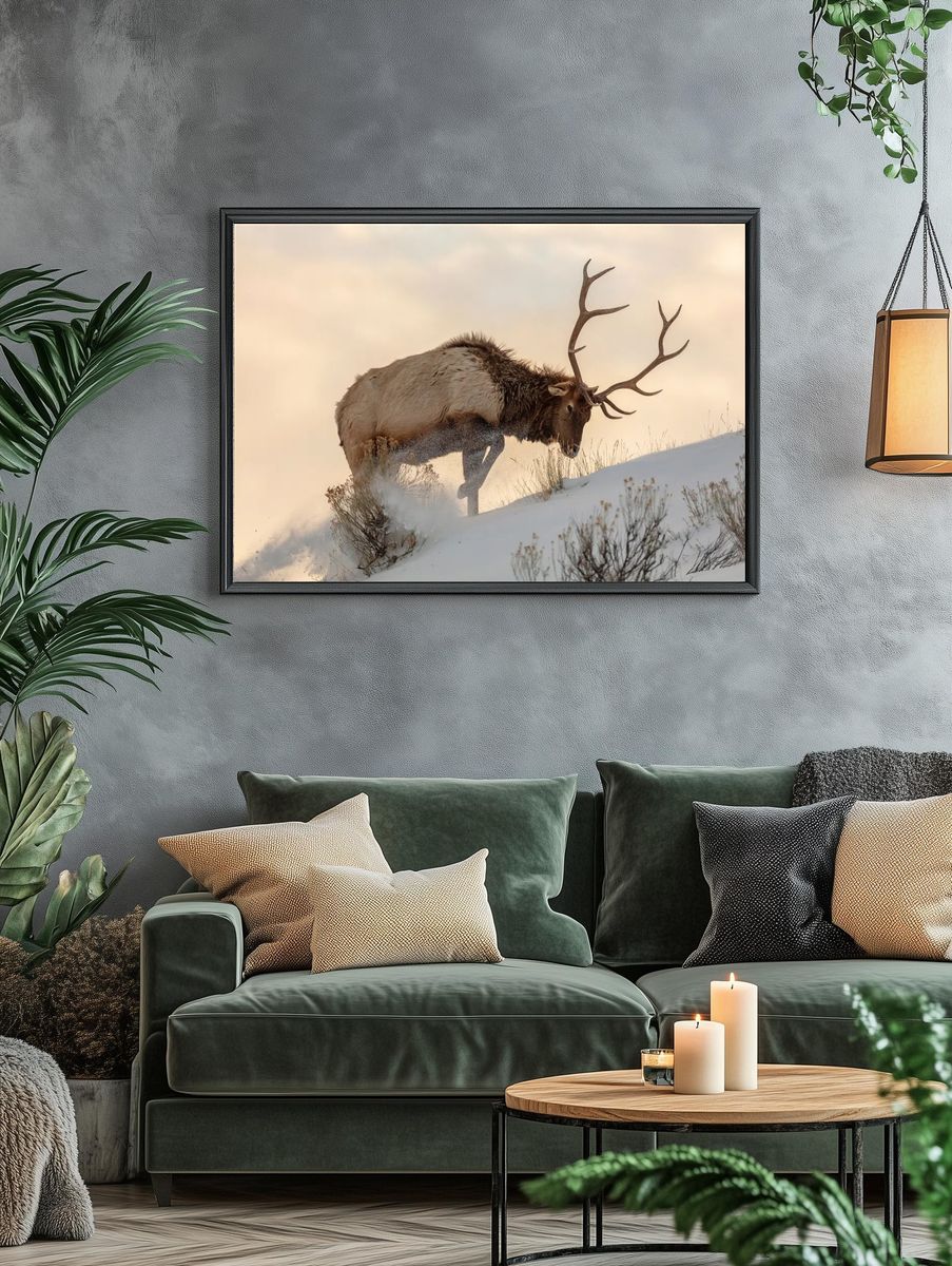 Bull elk searches food beneath. — room view 4