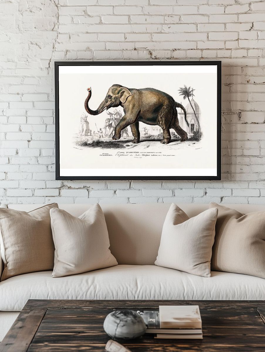 Asiatic elephant (Elephas maximus) indicus. — room view 1