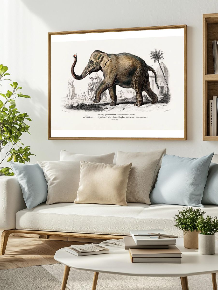 Asiatic elephant (Elephas maximus) indicus. — room view 2