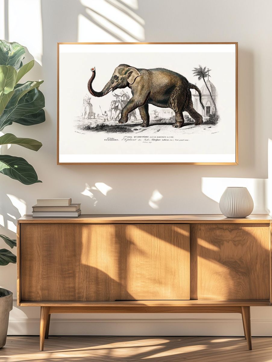 Asiatic elephant (Elephas maximus) indicus. — room view 3