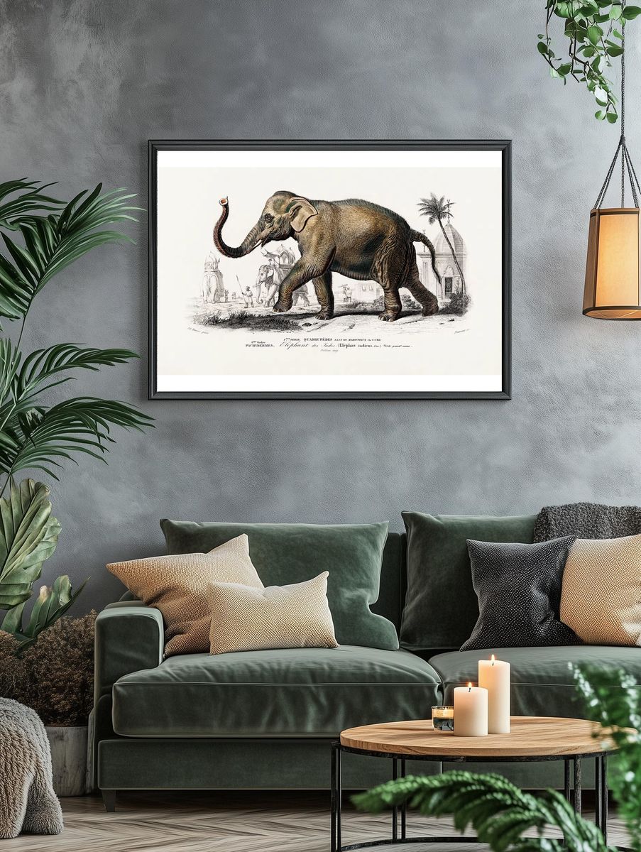 Asiatic elephant (Elephas maximus) indicus. — room view 4