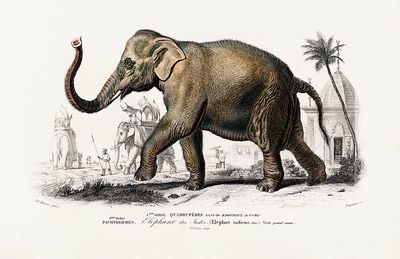 Asiatic elephant (Elephas maximus) indicus. poster print