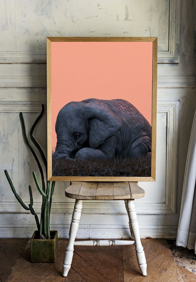 Sleeping Elephant Photography Poster. — room view 1